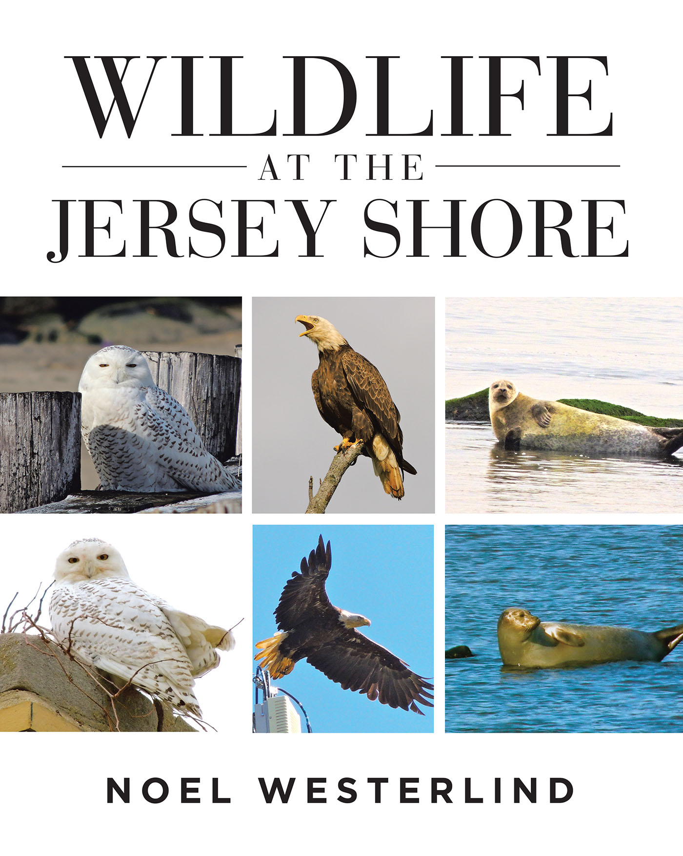 Wildlife at the Jersey Shore Cover Image