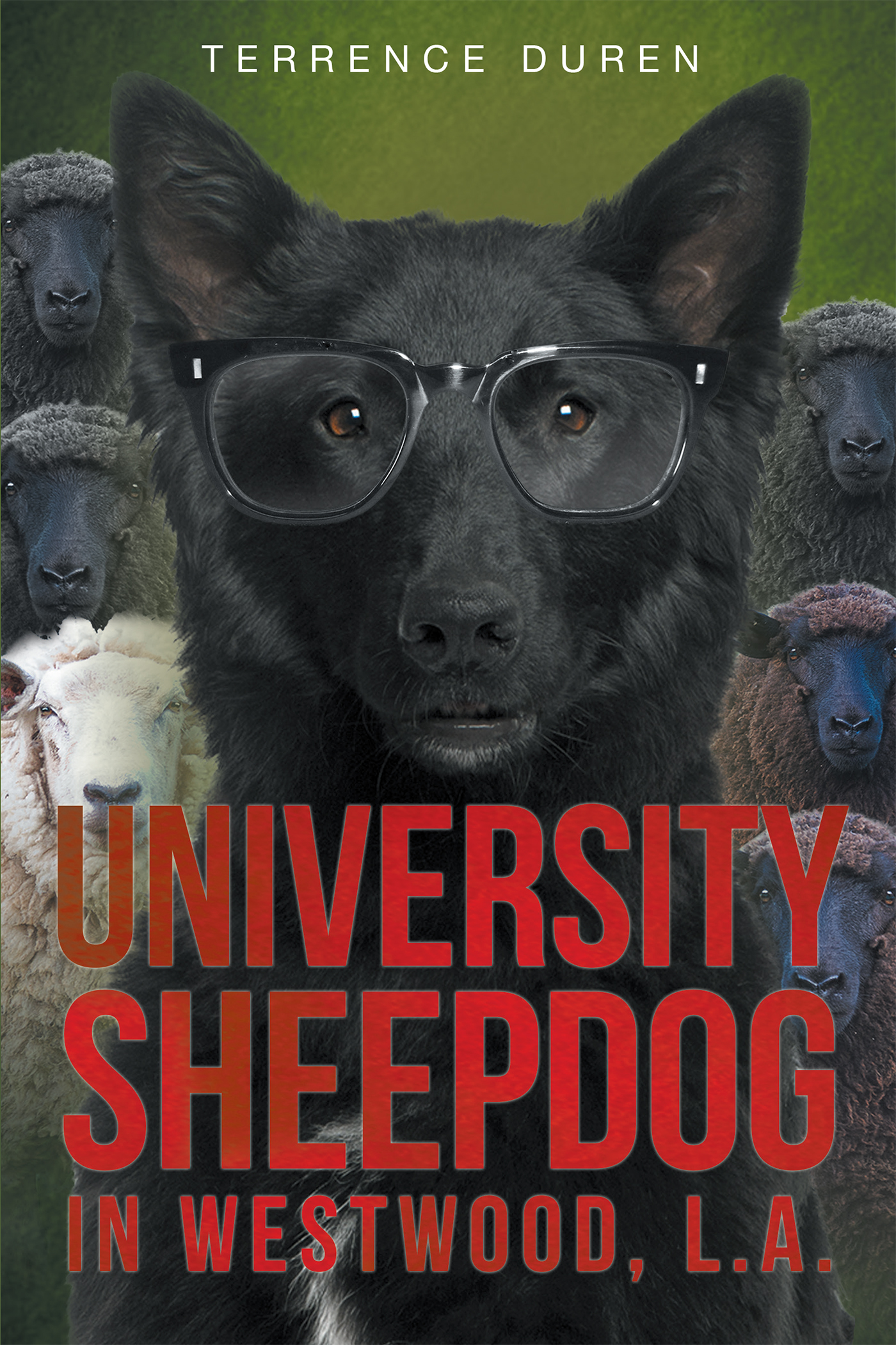 University Sheepdog in Westwood, L.A. Cover Image