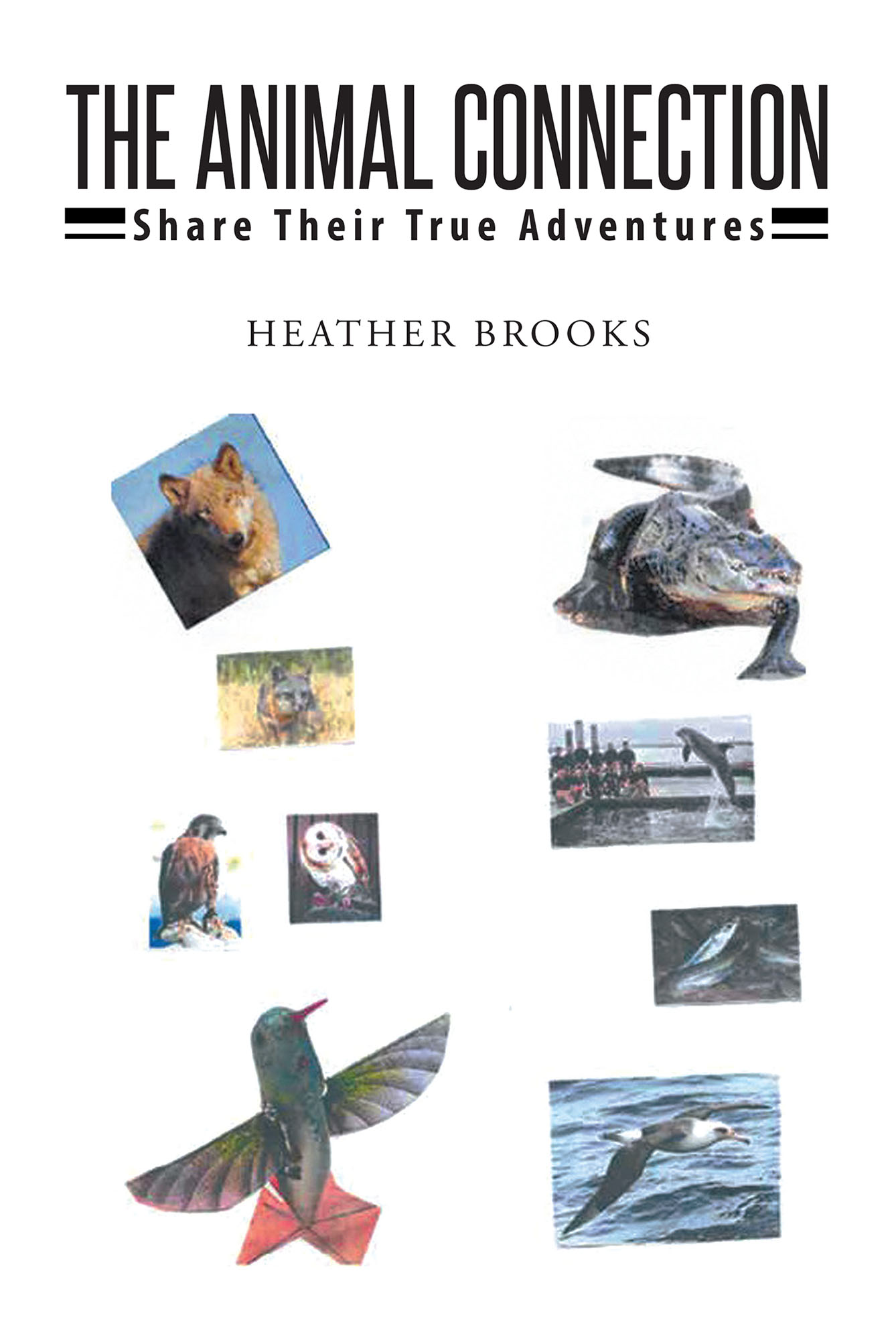 Animal Connection Cover Image